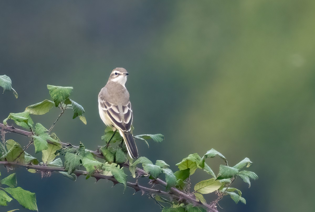 Western Yellow Wagtail - ML641426725