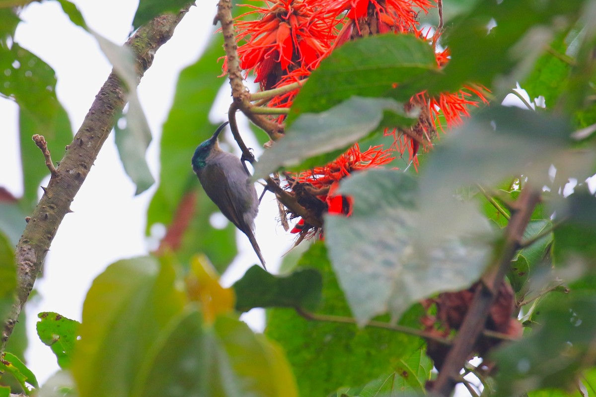 Green-headed Sunbird - ML641426754