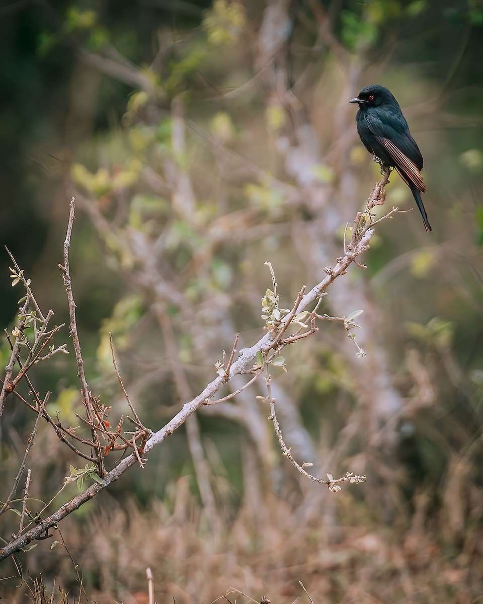 Çatal Kuyruklu Drongo - ML641426756
