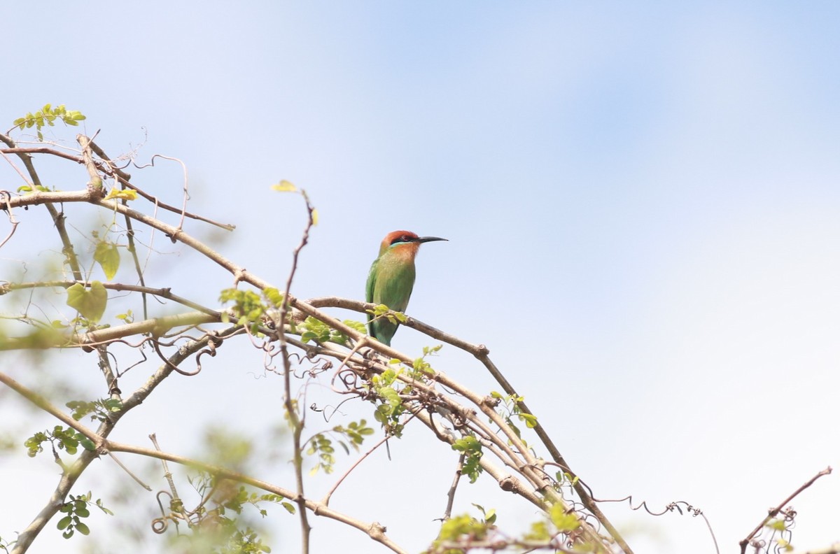 Böhm's Bee-eater - ML641426766