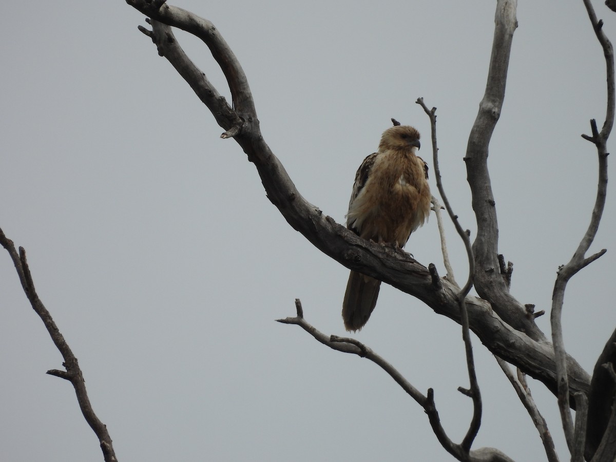 Whistling Kite - ML641426767