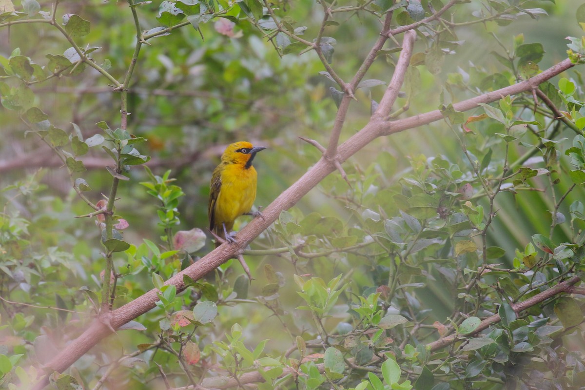 Spectacled Weaver - ML641426768