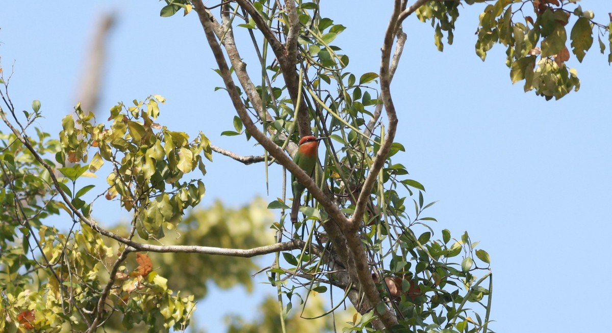 Böhm's Bee-eater - ML641426769