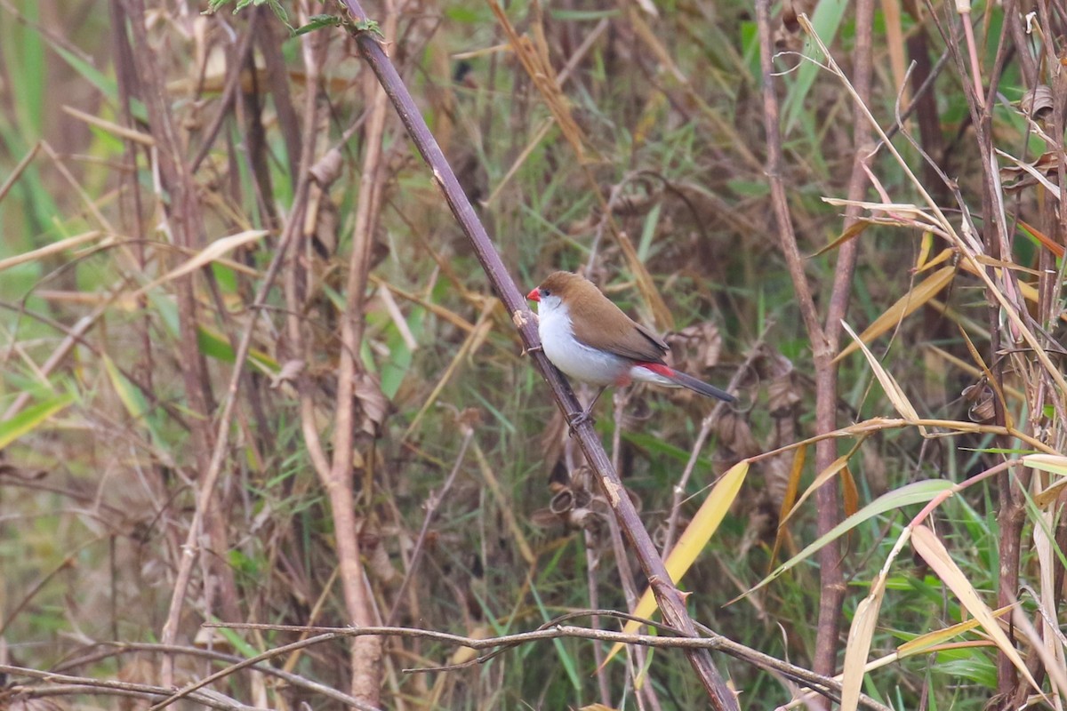 Fawn-breasted Waxbill - ML641426775