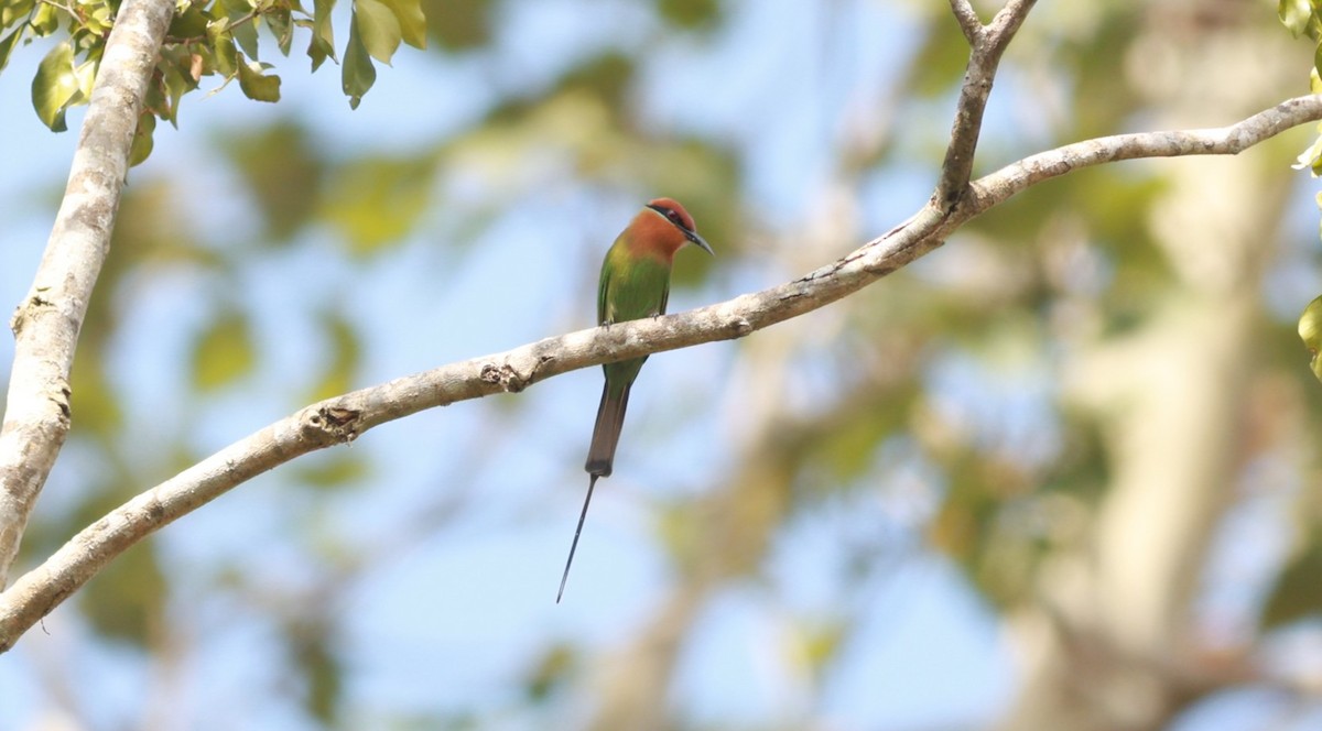 Böhm's Bee-eater - ML641426776