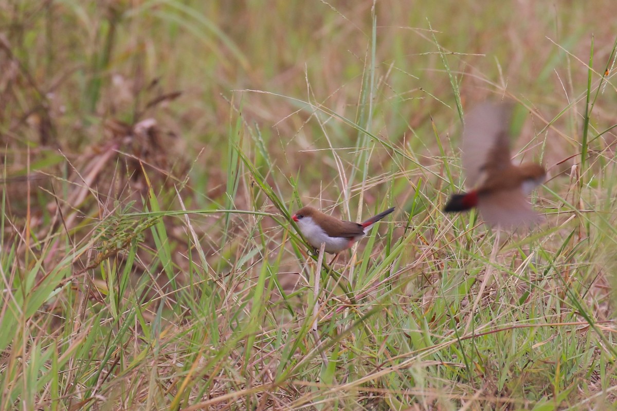 Fawn-breasted Waxbill - ML641426777