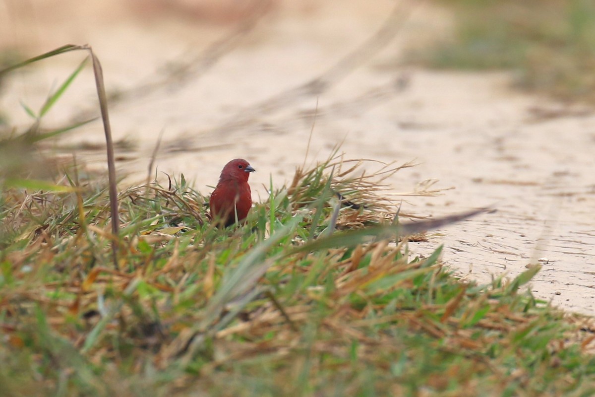 African Firefinch - ML641426787