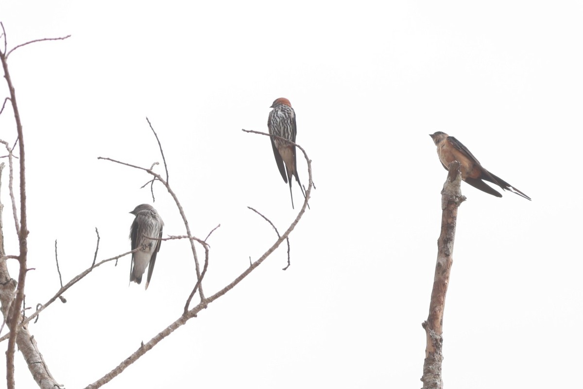 Mascarene Martin - ML641426796