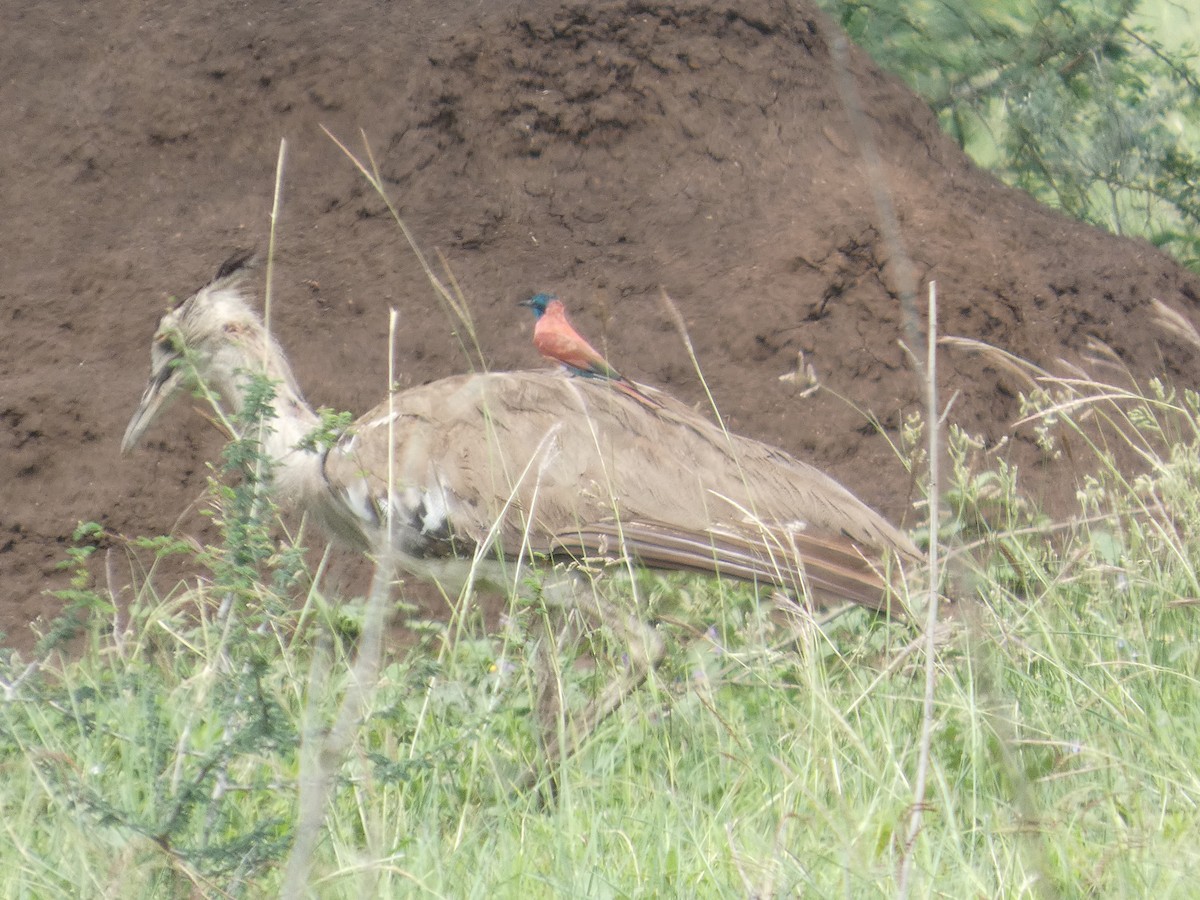 Kori Bustard - ML641426802