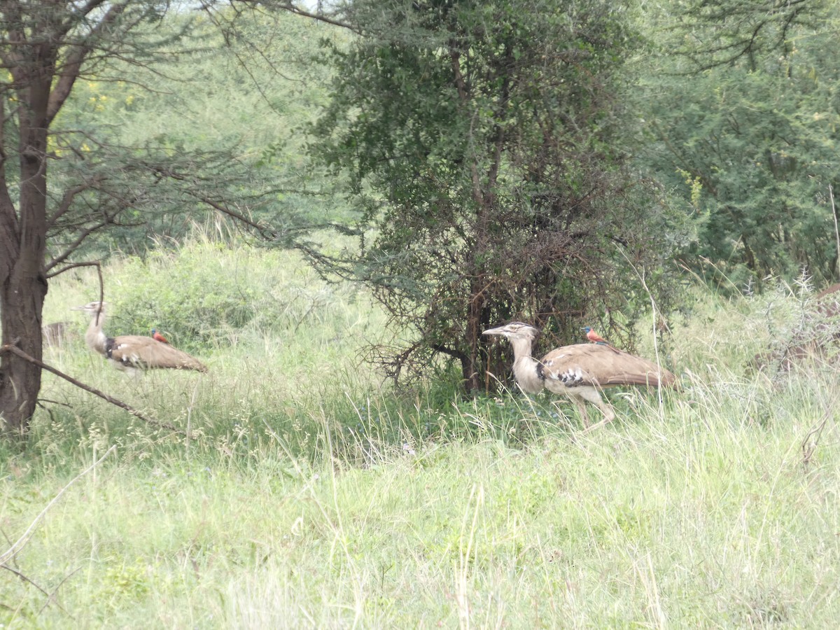 Kori Bustard - ML641426810