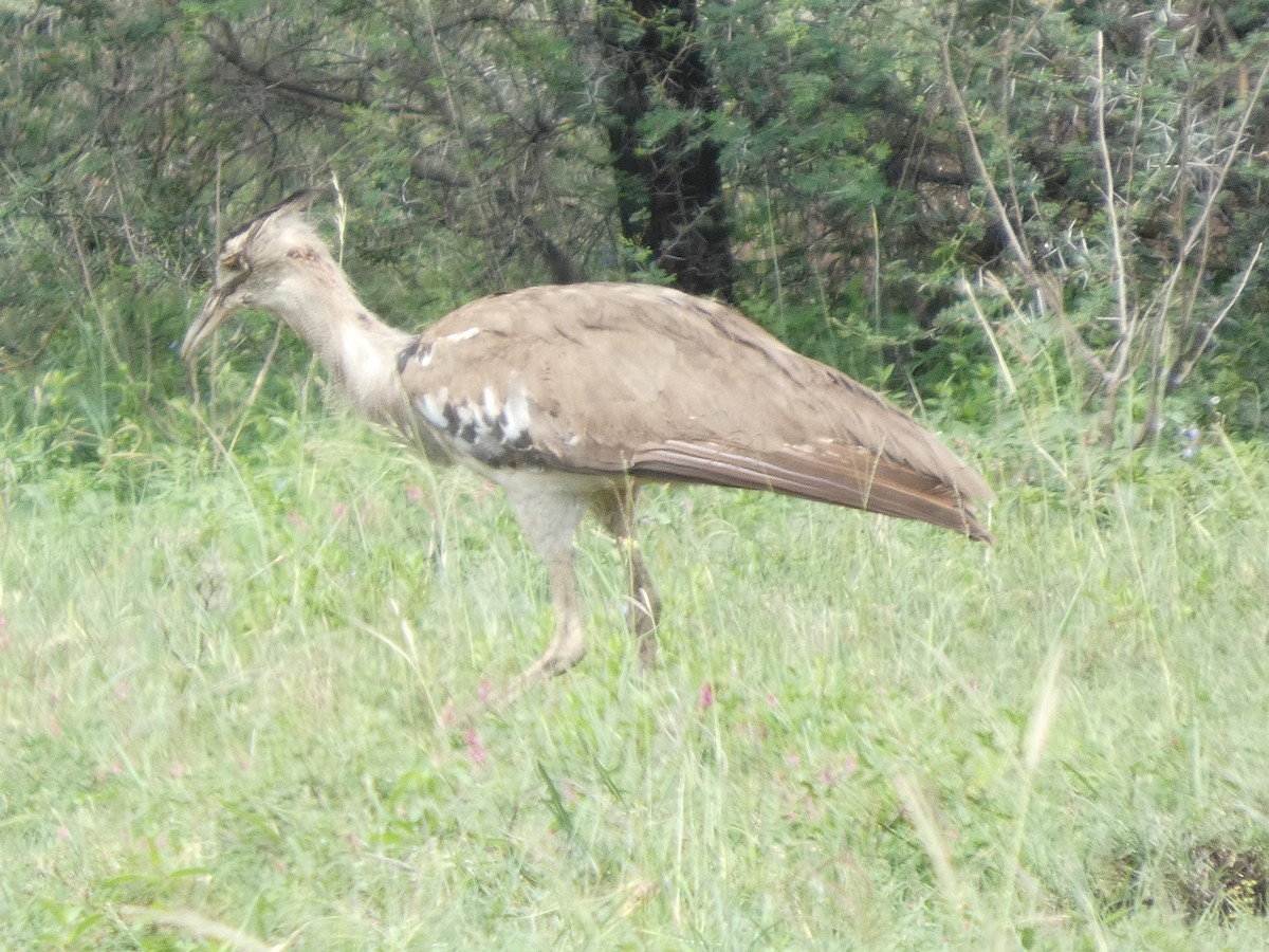 Kori Bustard - ML641426813