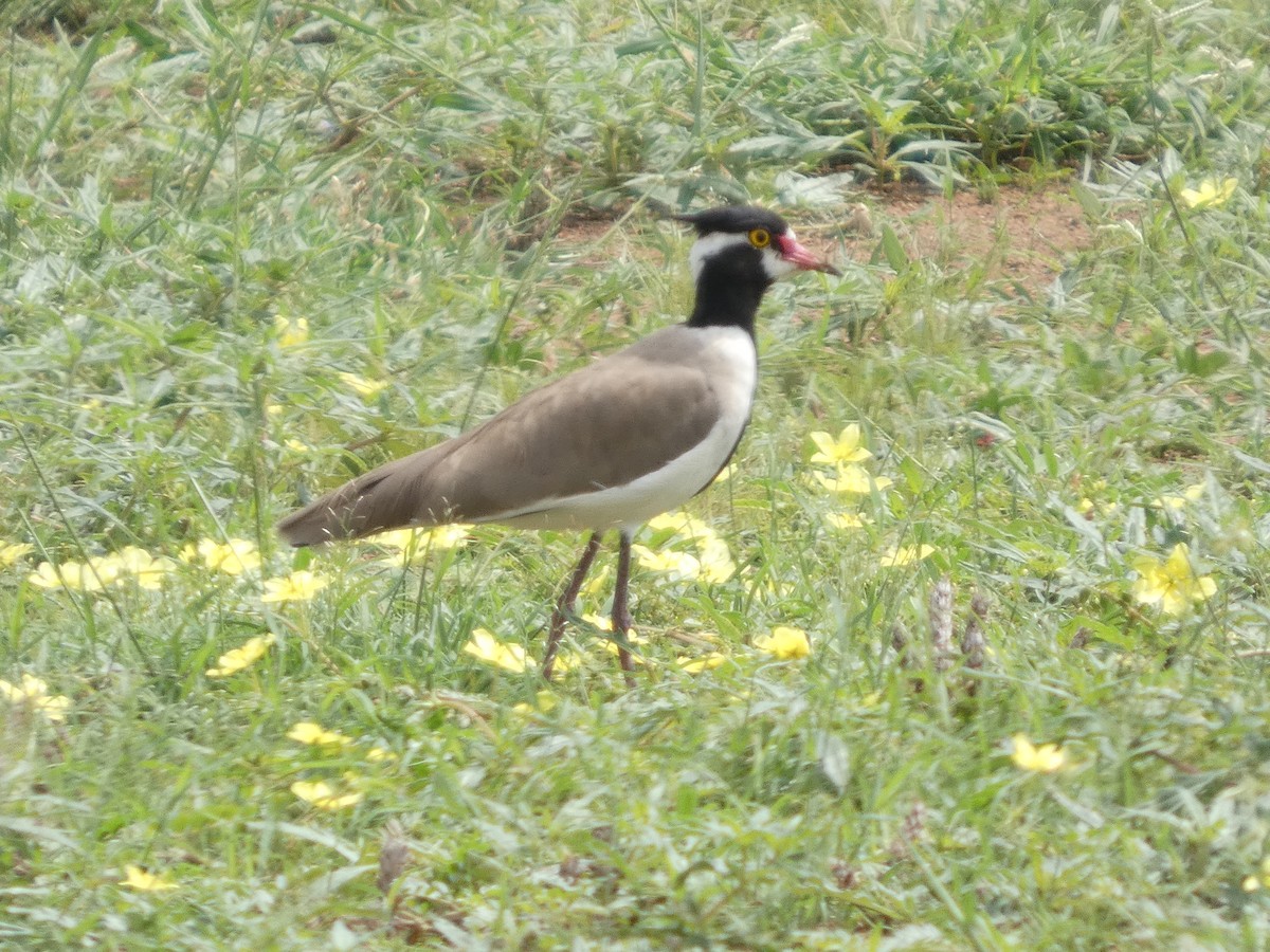 Black-headed Lapwing - ML641426821