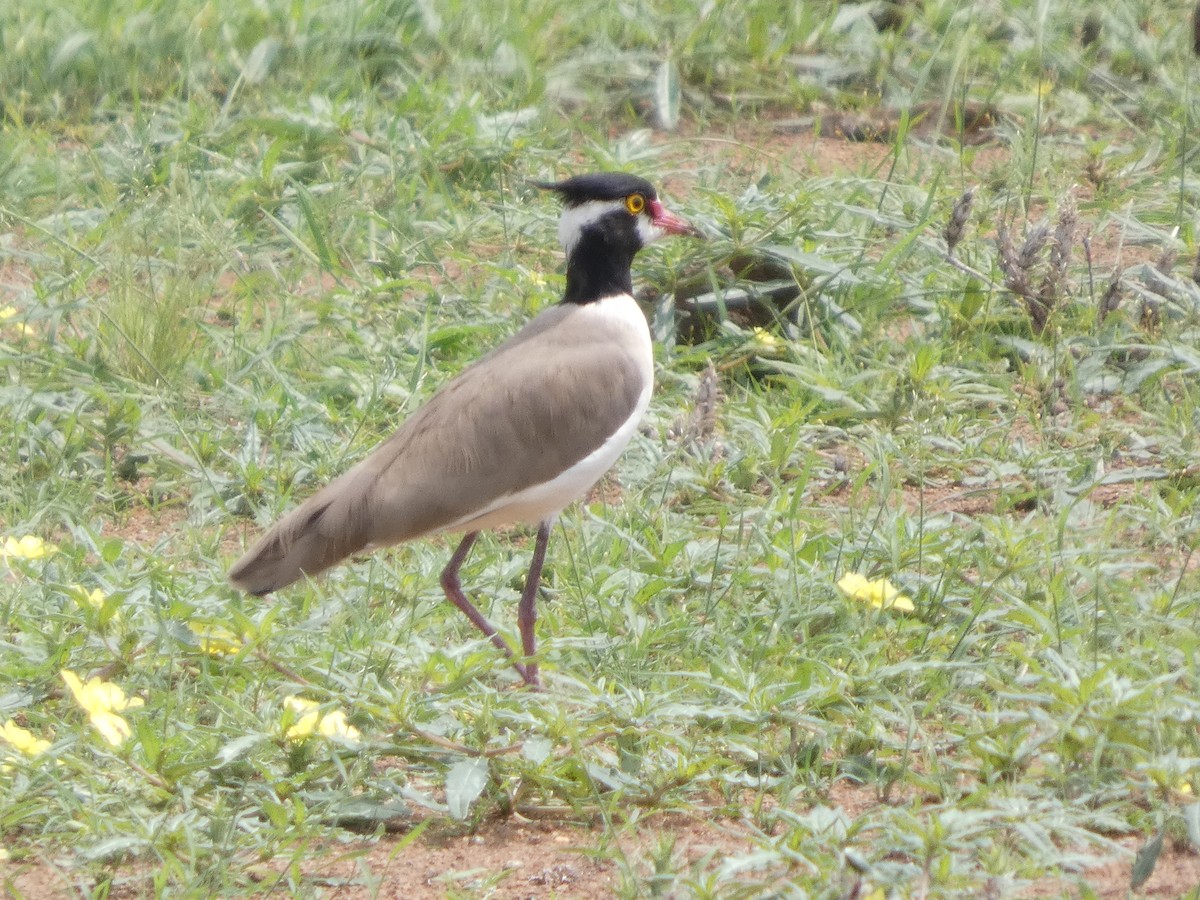 Black-headed Lapwing - ML641426822