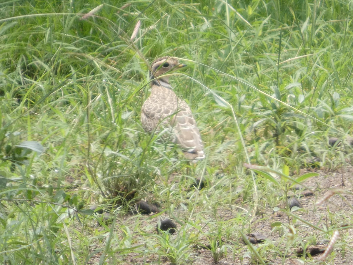 Bindenrennvogel - ML641426825