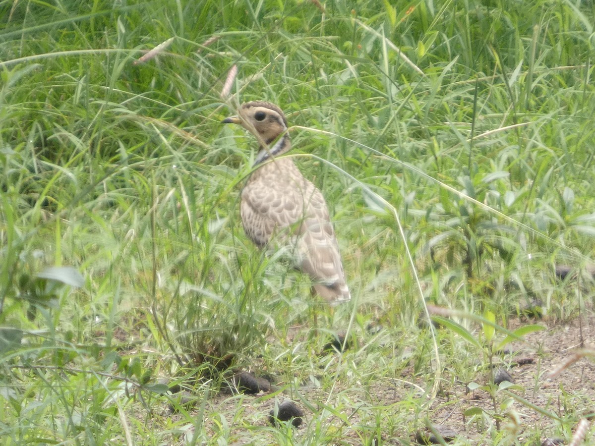 Bindenrennvogel - ML641426826