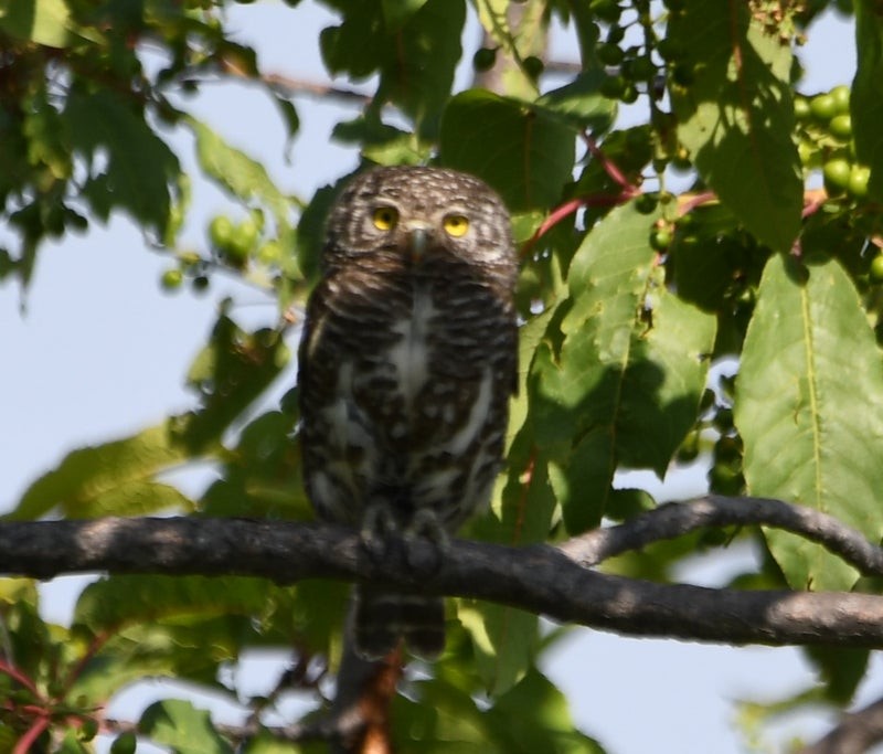 Collared Owlet - ML641426828