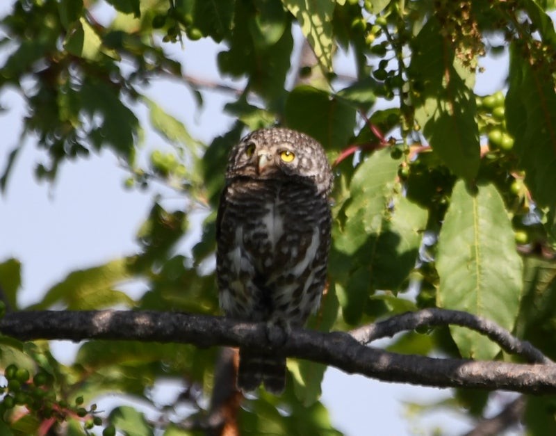 Collared Owlet - ML641426835