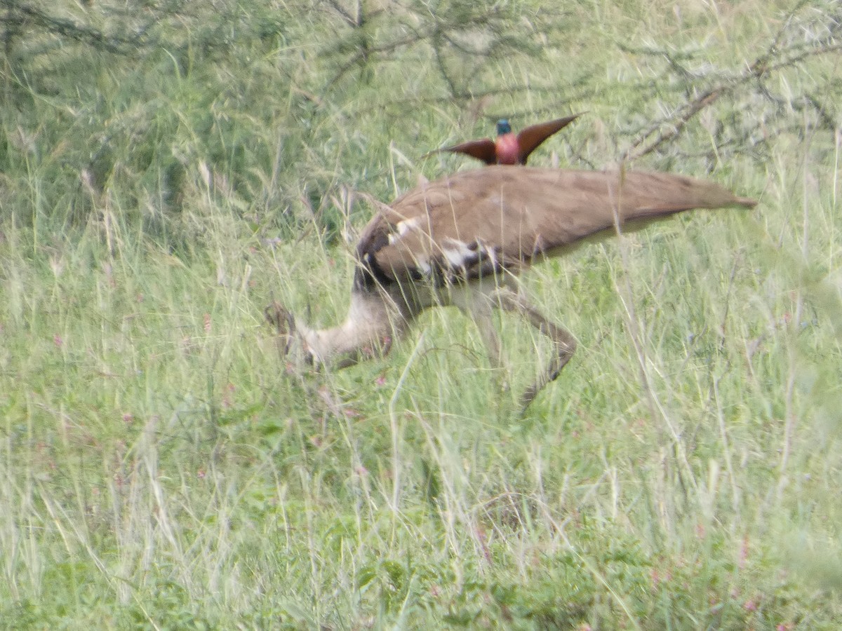 Northern Carmine Bee-eater - ML641426844