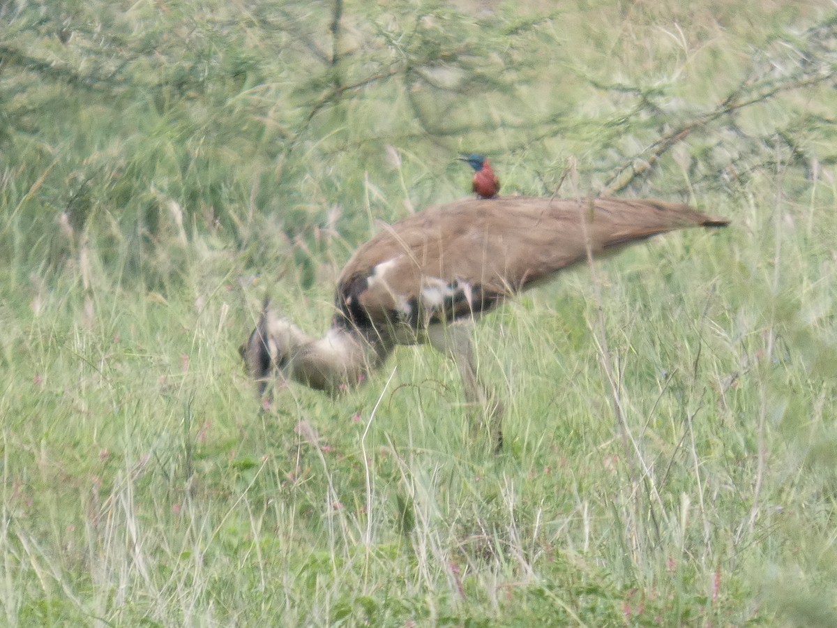 Northern Carmine Bee-eater - ML641426845