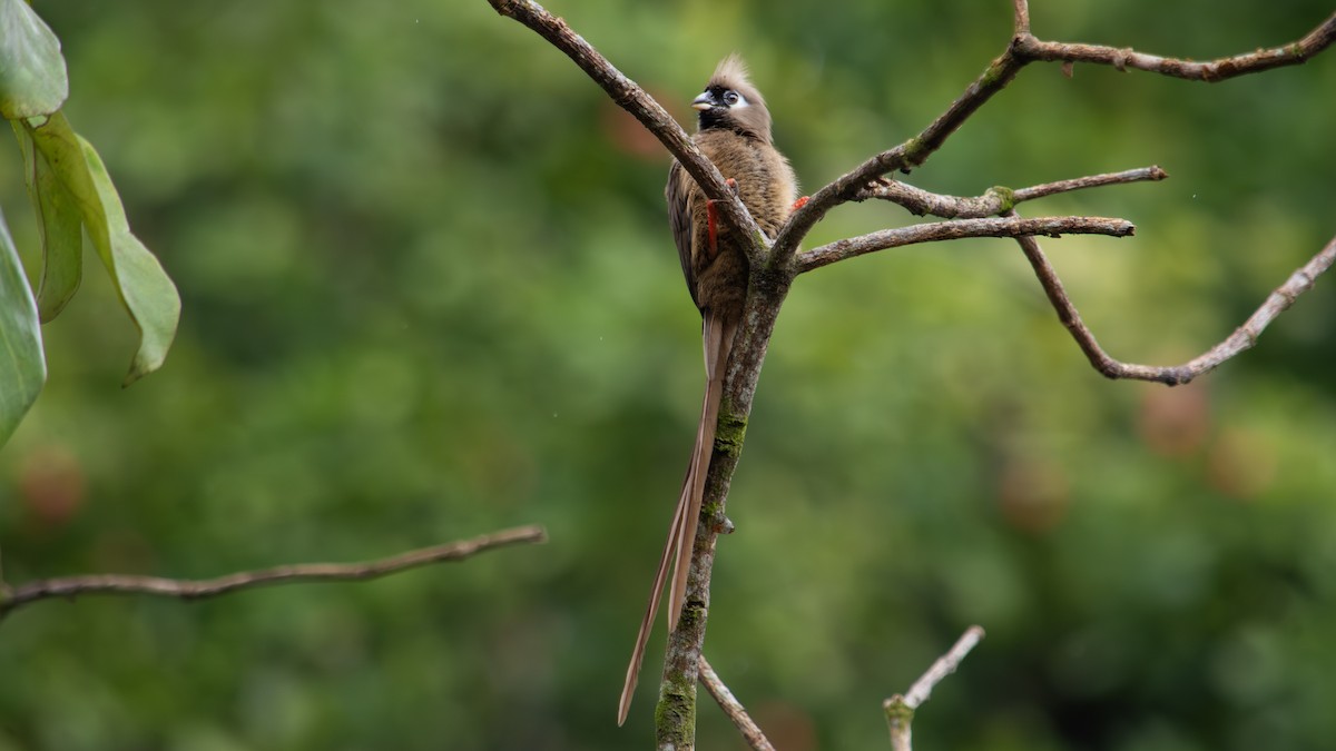 Speckled Mousebird - ML641426848