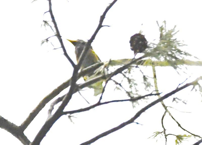 Great Barbet - ML641426860
