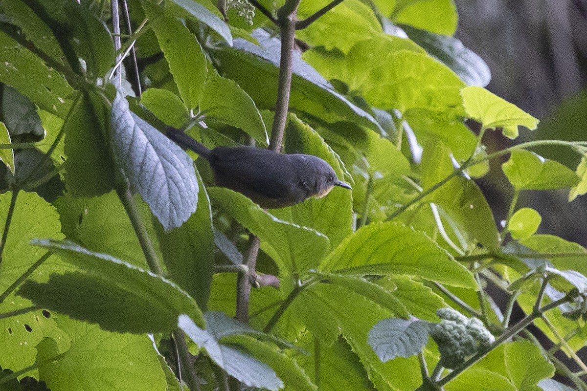 rwenzoriapalis - ML641426887