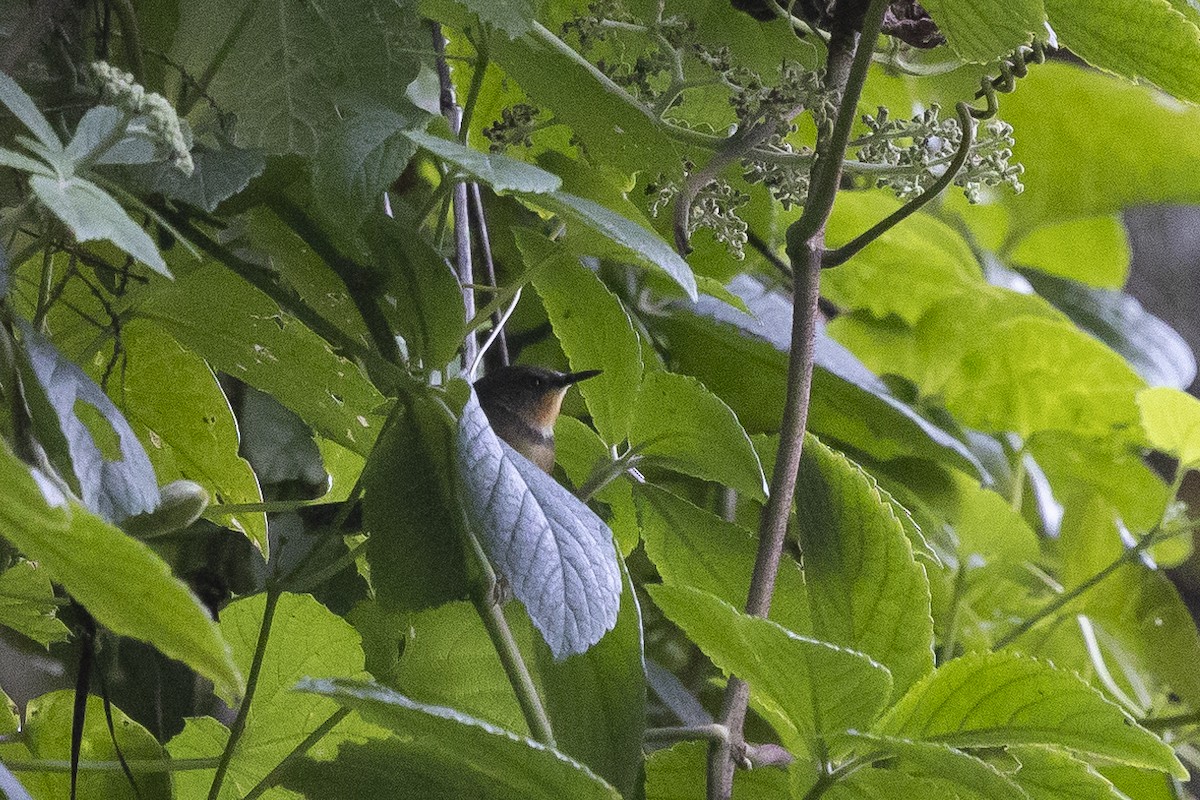 rwenzoriapalis - ML641426888