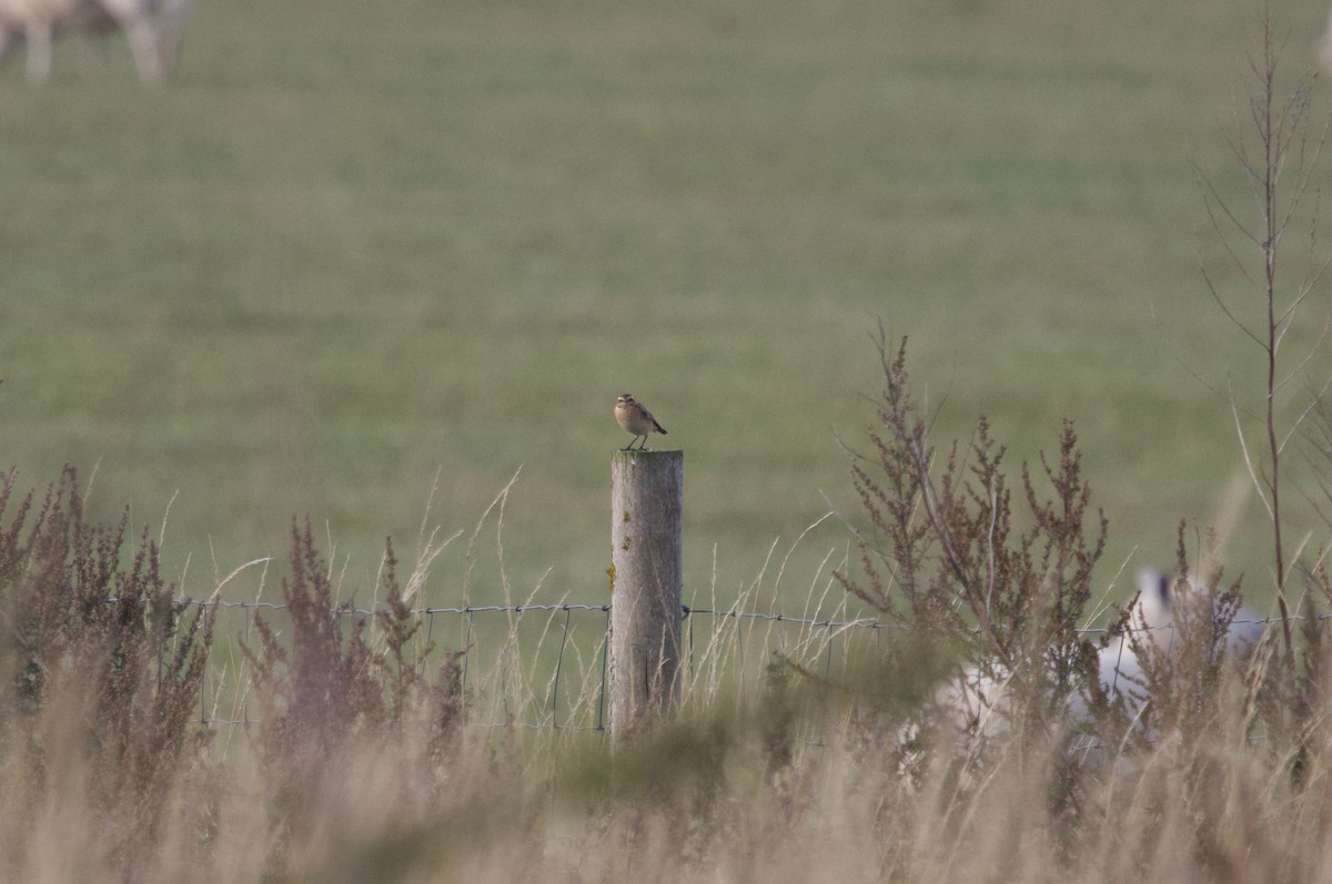 Whinchat - ML641426900