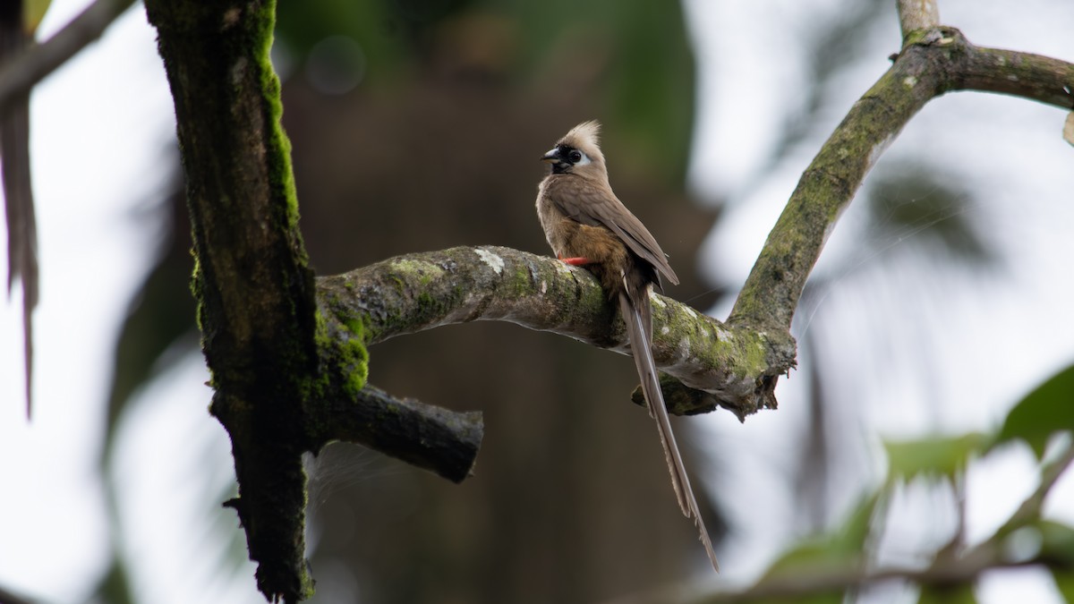 Speckled Mousebird - ML641426928