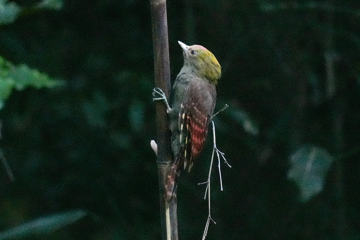 Pale-headed Woodpecker - ML641426944