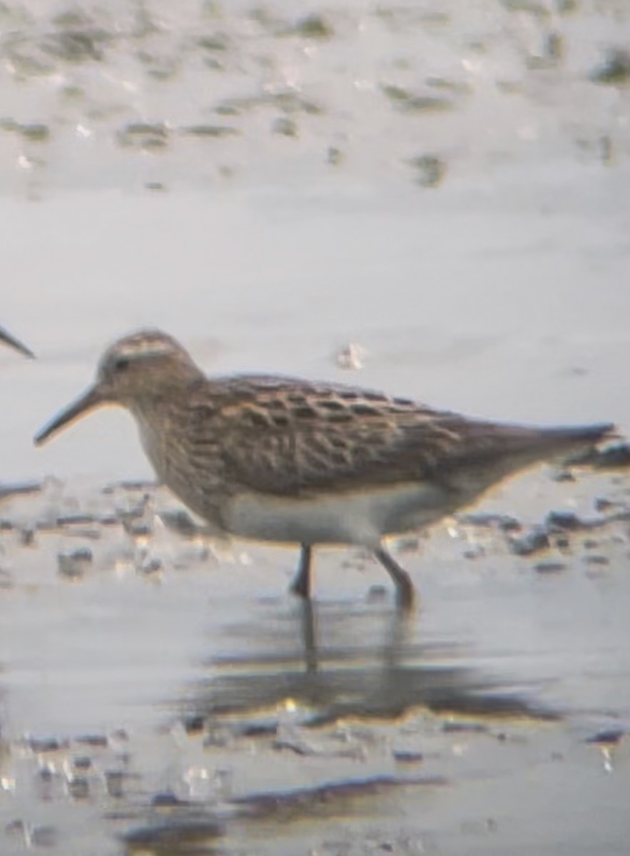 jespák skvrnitý - ML641426957