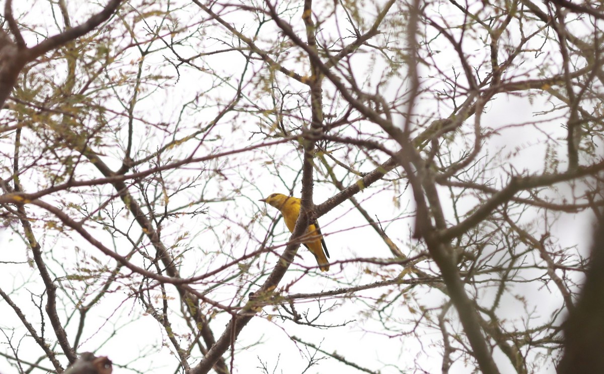 African Golden Oriole - ML641426961