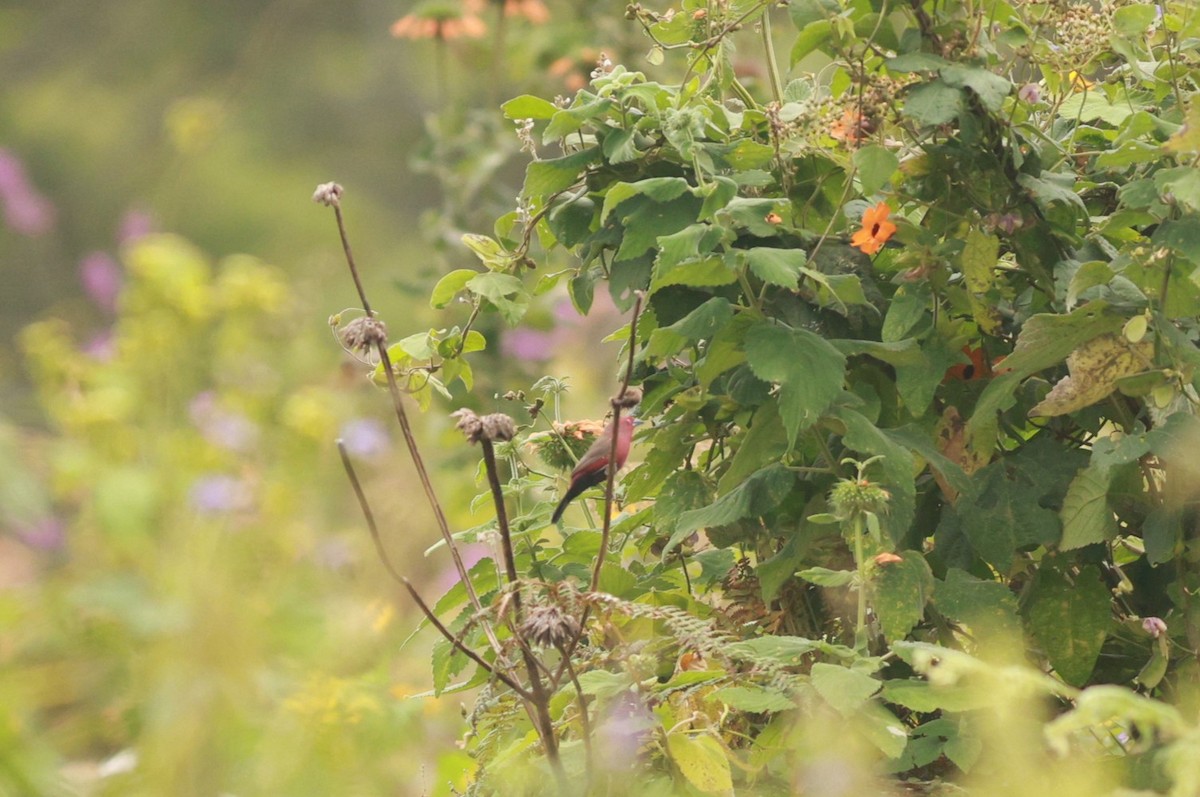 African Firefinch - ML641426984