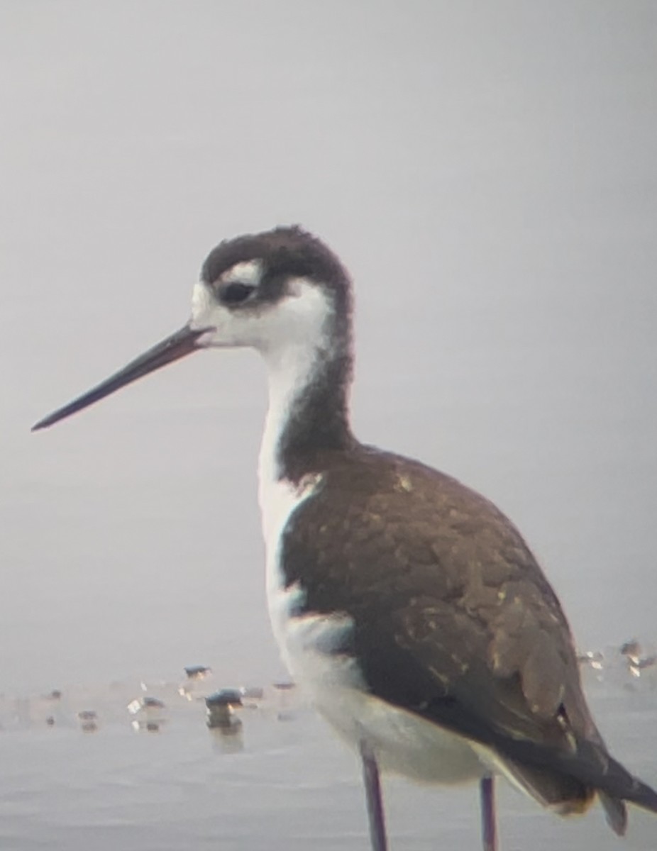 pisila černokrká - ML641426985