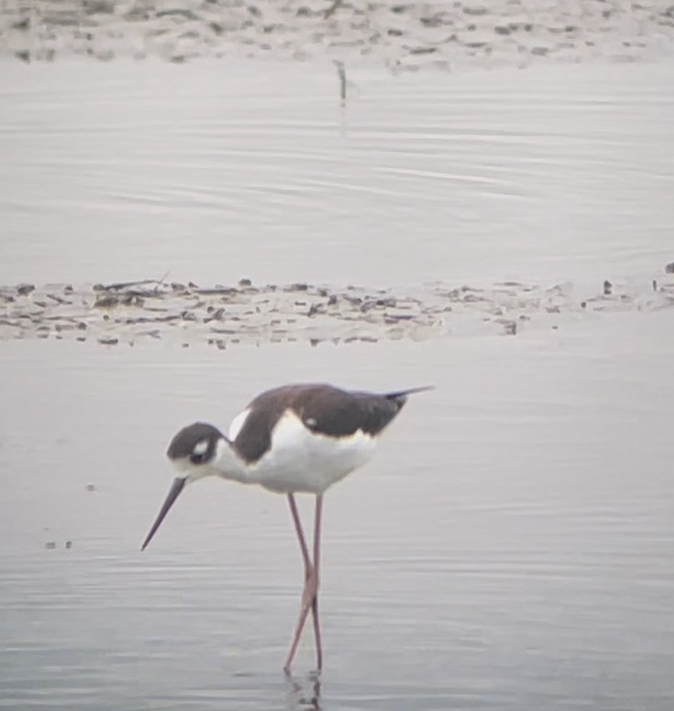 pisila černokrká - ML641426986