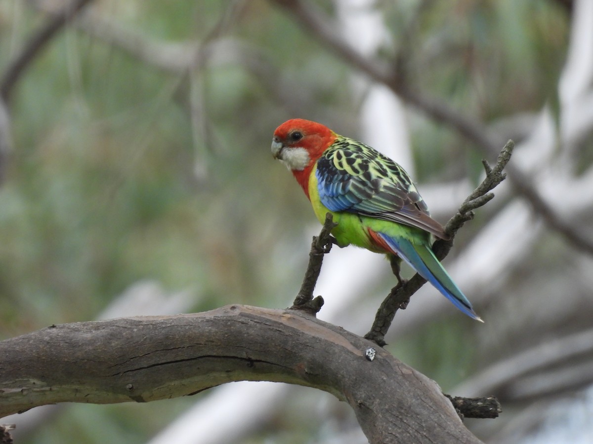 Eastern Rosella - ML641427003