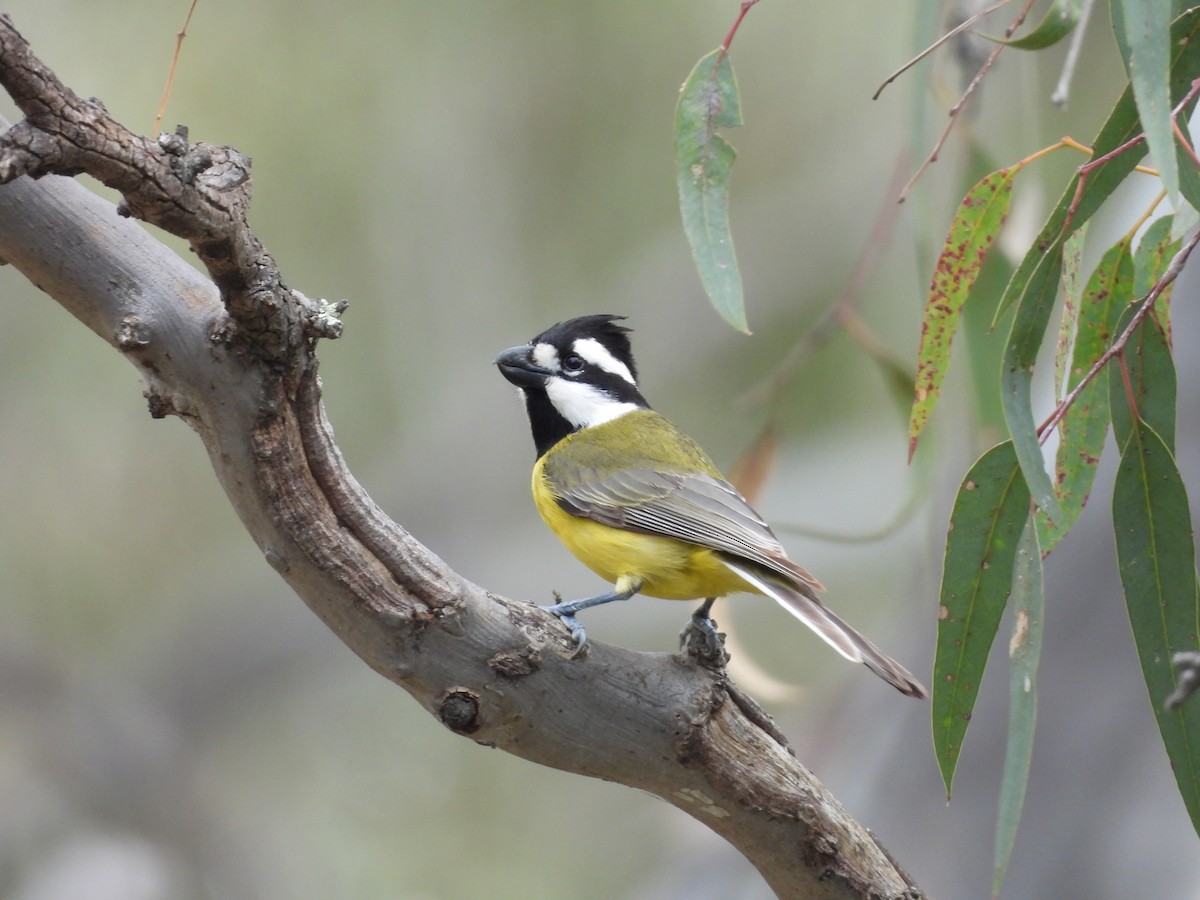 Eastern Shrike-tit - ML641427007