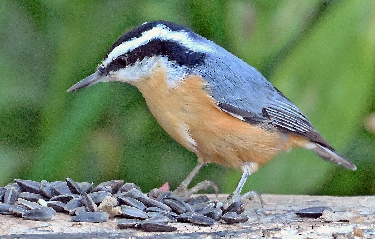 Red-breasted Nuthatch - ML641427011