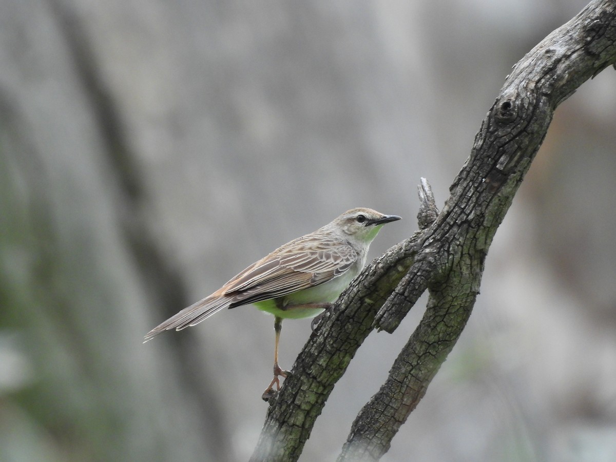Rufous Songlark - ML641427012