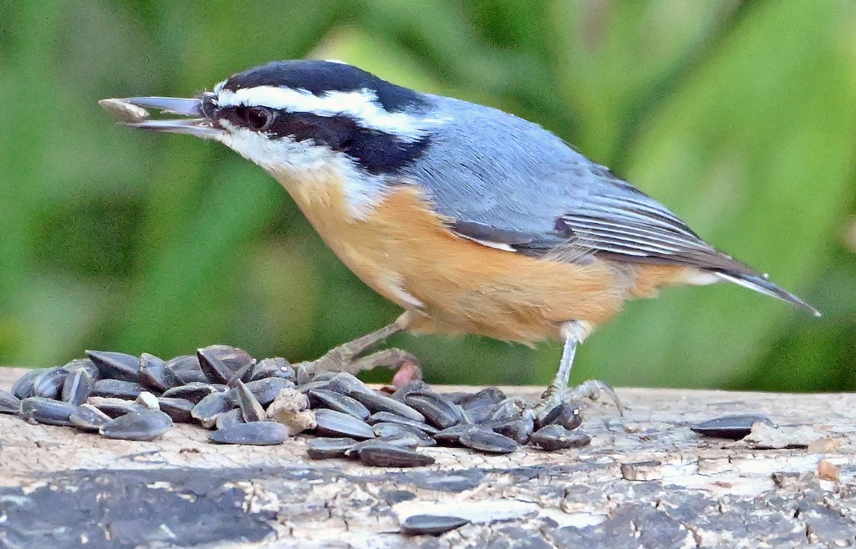 Red-breasted Nuthatch - ML641427013