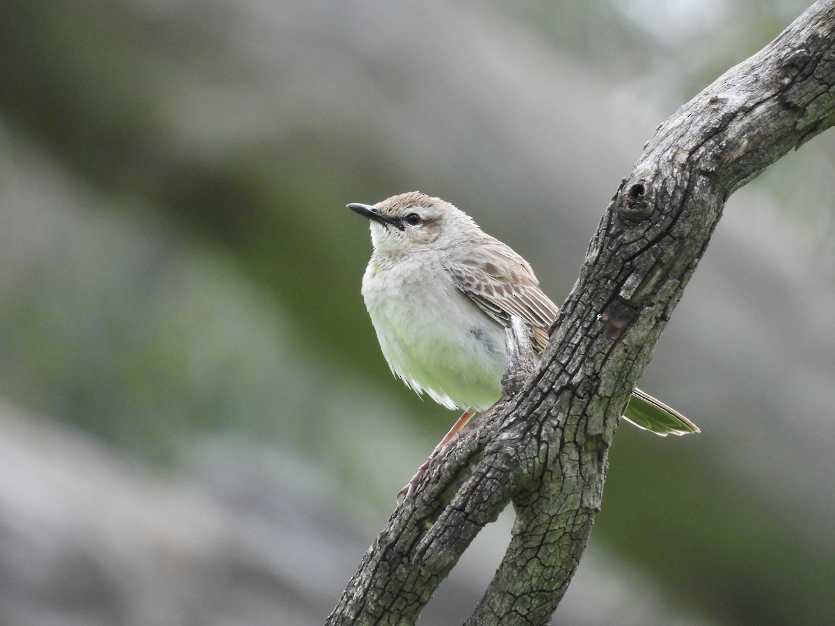 Rufous Songlark - ML641427015