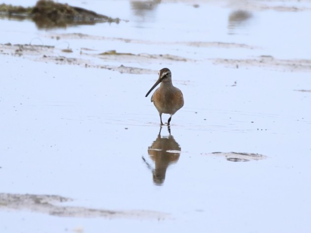 Short-billed Dowitcher - ML641427016