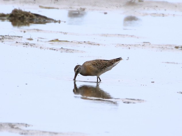Short-billed Dowitcher - ML641427017