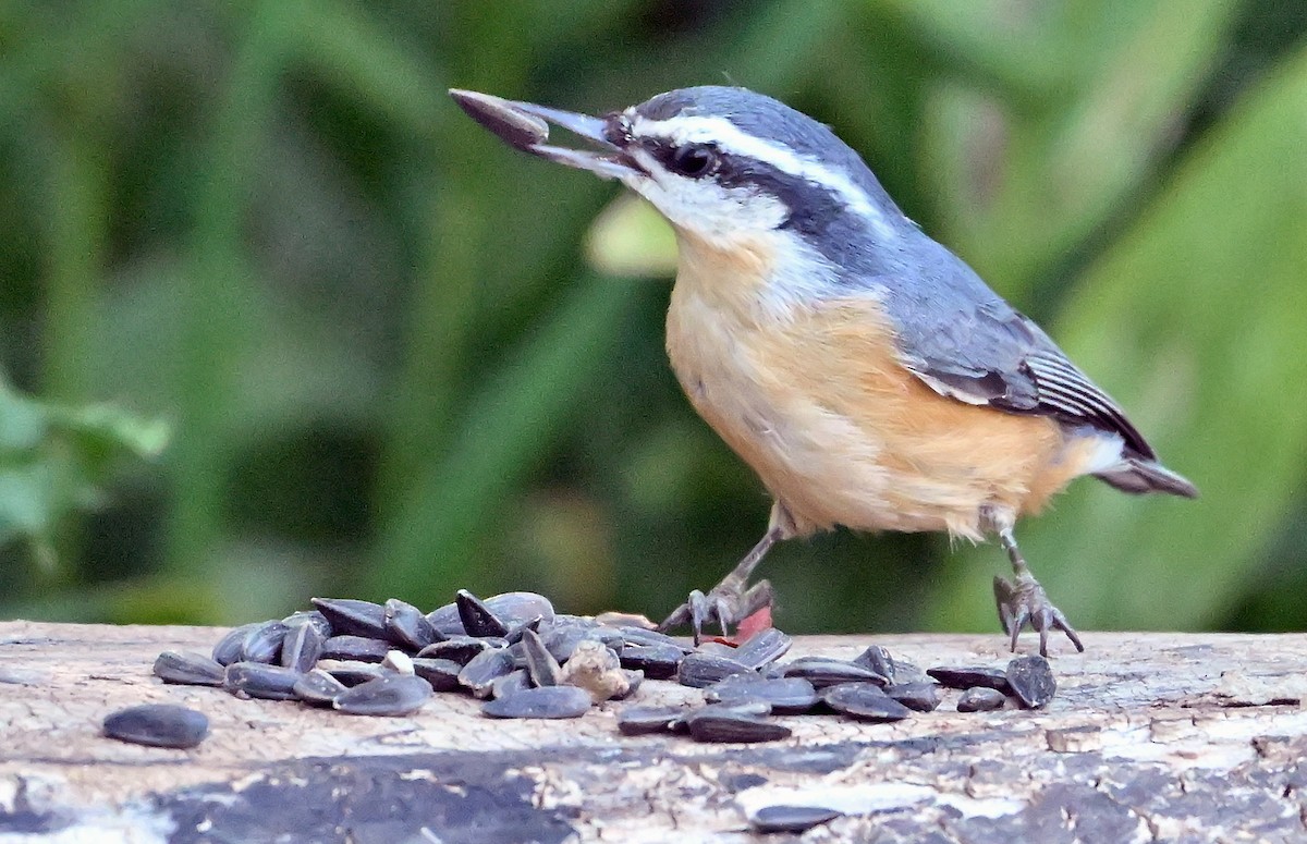 Red-breasted Nuthatch - ML641427018