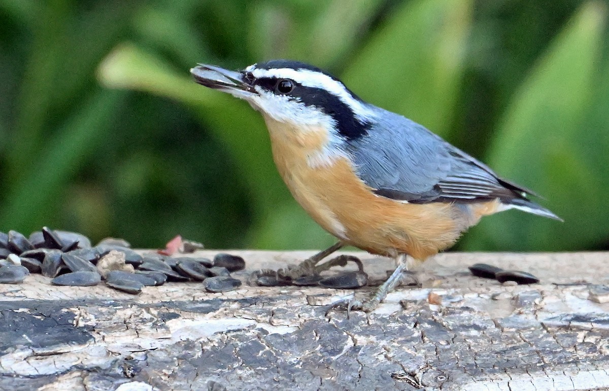 Red-breasted Nuthatch - ML641427019