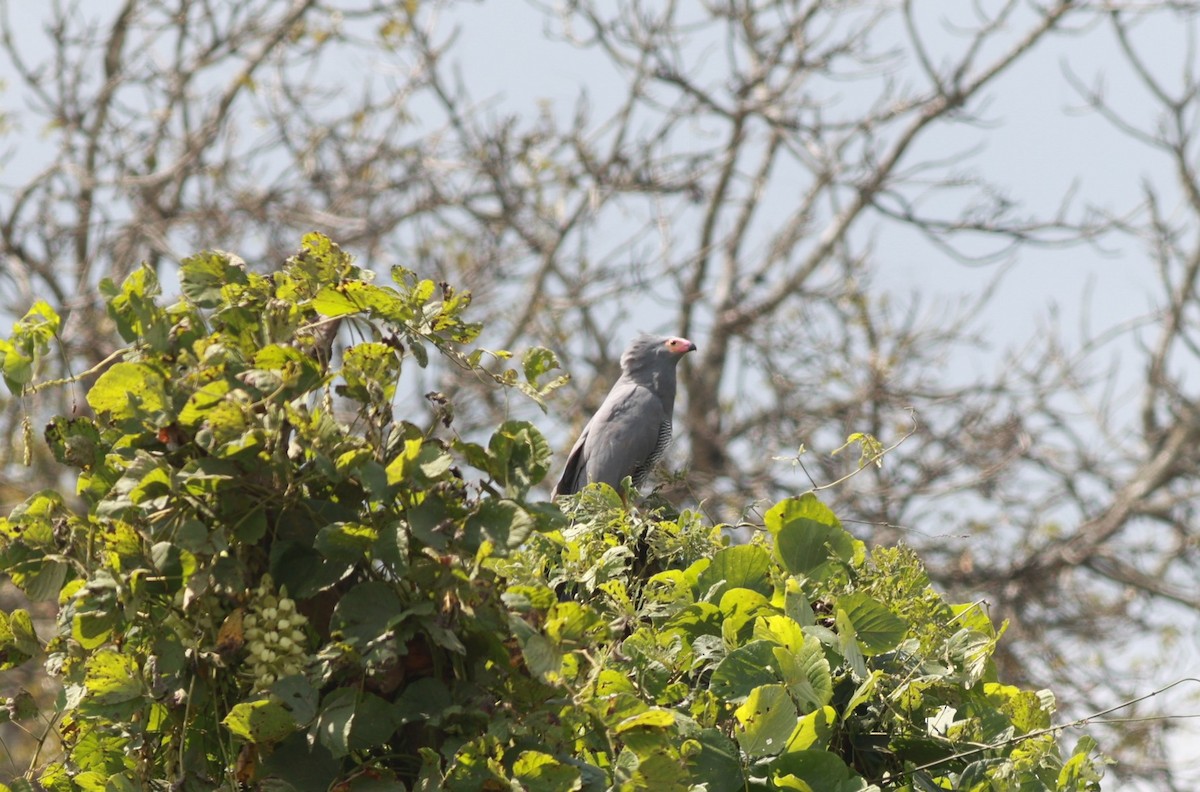African Harrier-Hawk - ML641427020