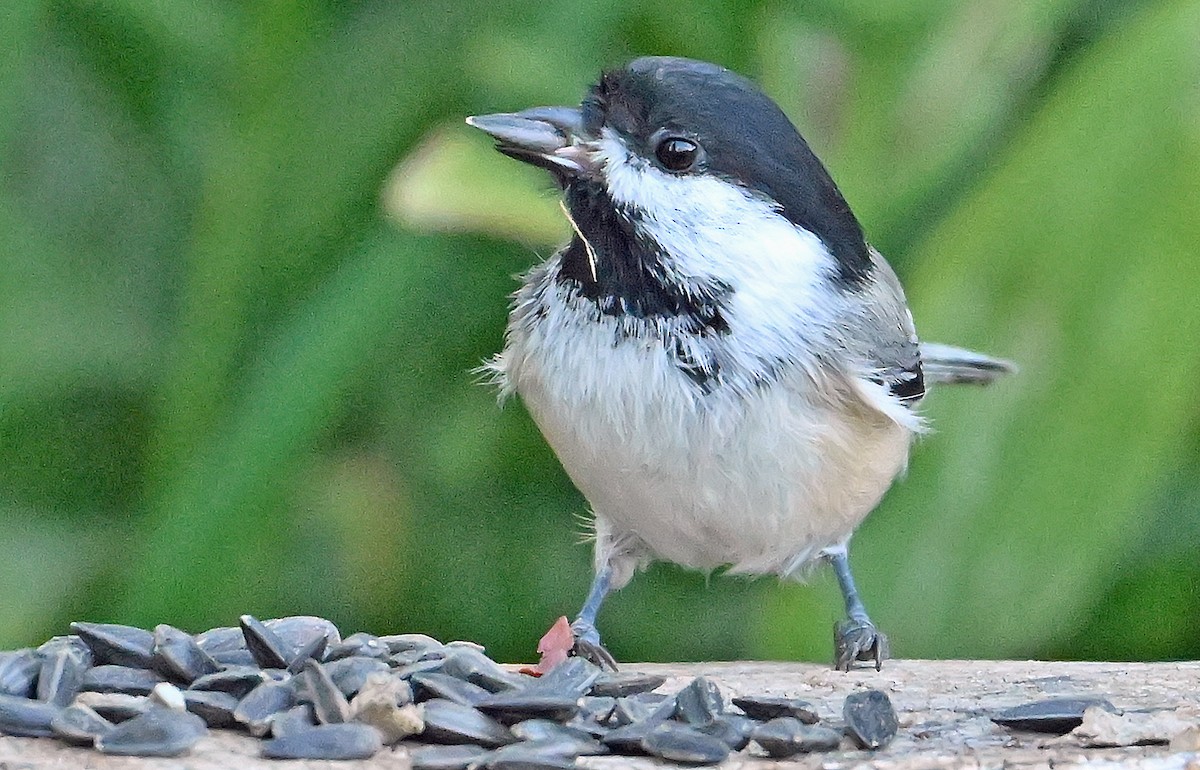 Black-capped Chickadee - ML641427022