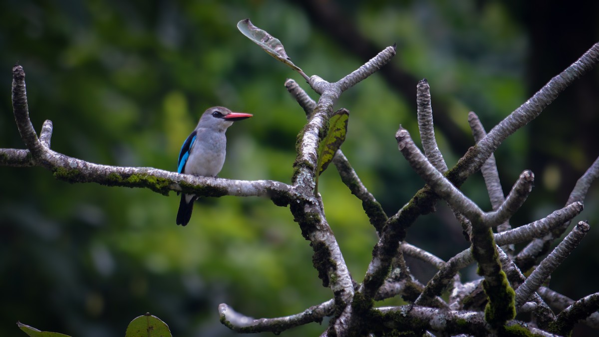 Woodland Kingfisher - ML641427023