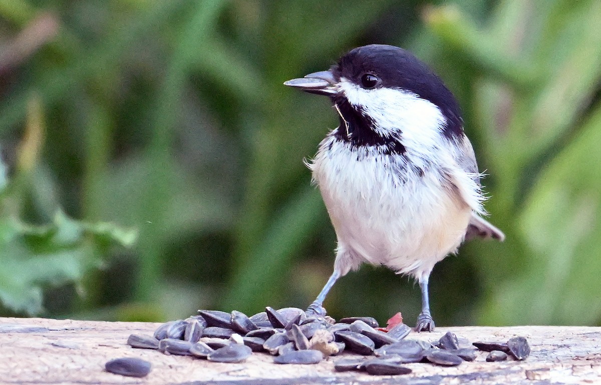 Black-capped Chickadee - ML641427024