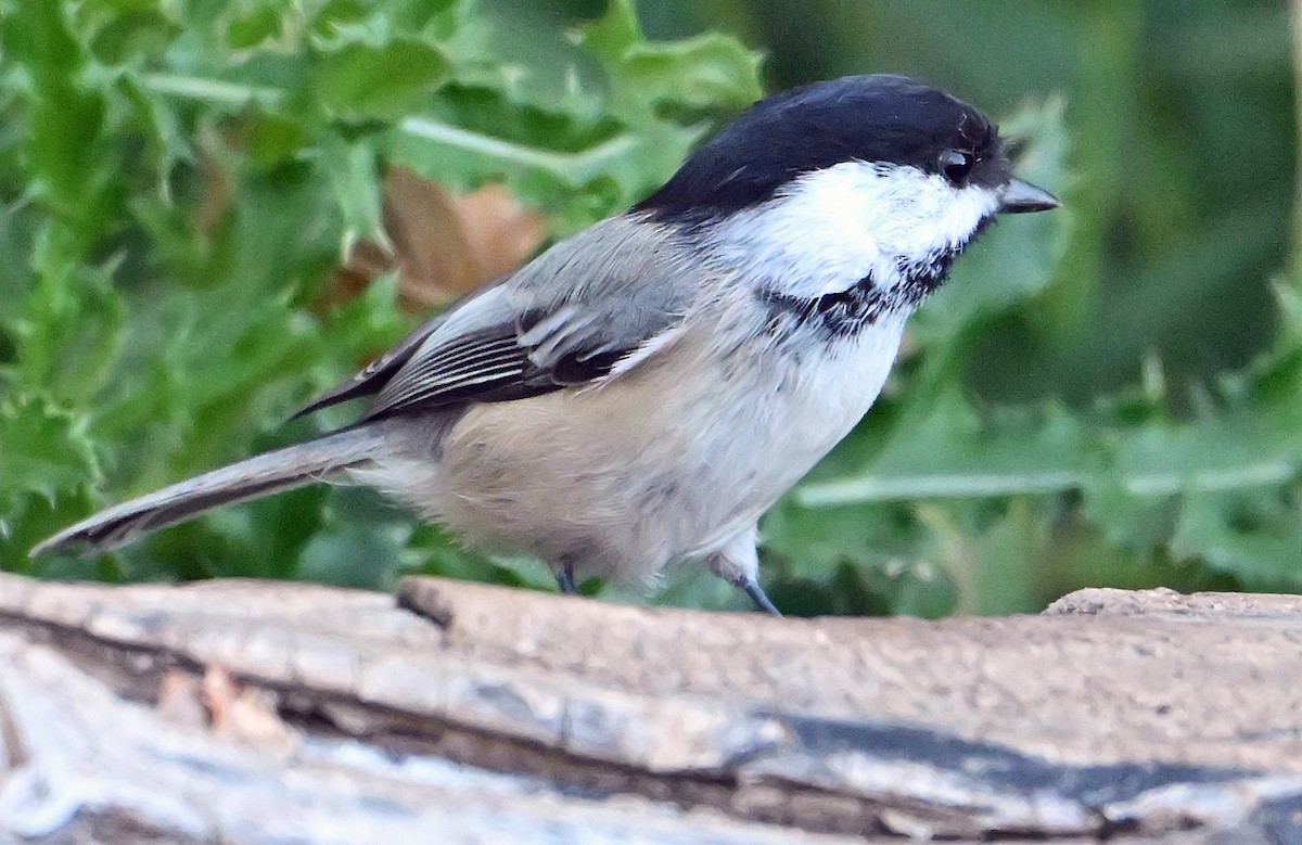 Black-capped Chickadee - ML641427025